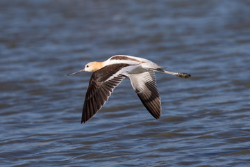 American avocet flying over a North California marsh