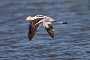 American avocet flying over a North California marsh