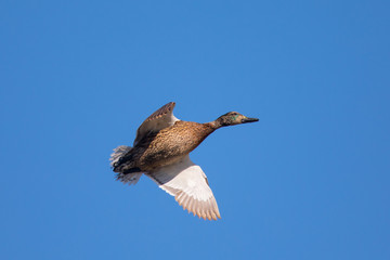 Wild duck flying