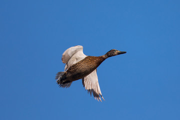 Wild duck flying