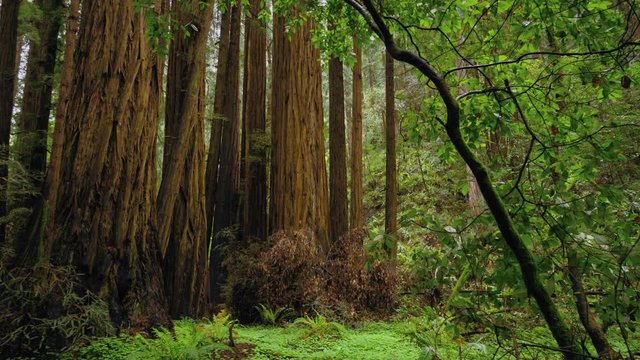 Redwood Forest - the giant trees in Calfornia