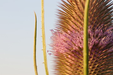 thistle blossom / Karde / Distel blüht