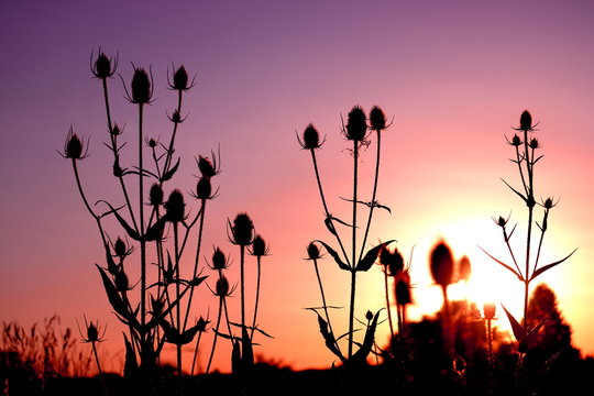 sunset thistles / Sonnenuntergang Karden