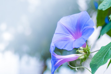 朝顔
