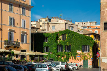 Fototapeta na wymiar Plant on house in Rome. Italy, Europe
