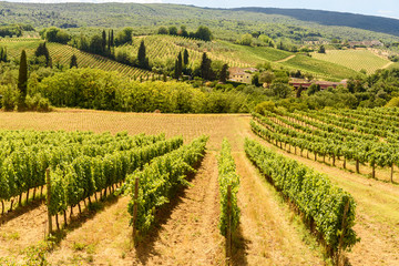 Fototapeta na wymiar countryside in the summer with vineyard, tuscany, italy