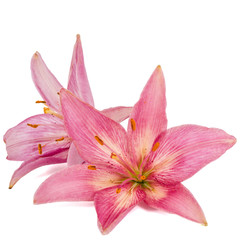 Flower of a pink lily, isolated on white background