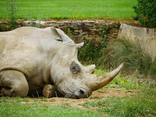 Fototapeta premium A rhino resting