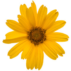 Yellow flower of chamomile, lat. Doronicum orientale, isolated on white background