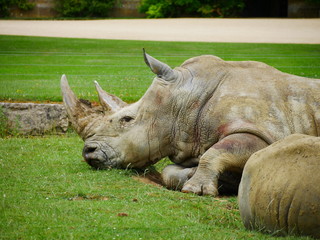 A resting rhinoceros