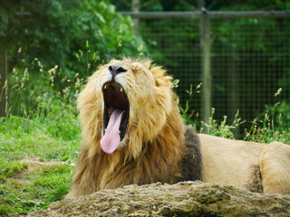 Naklejka na ściany i meble A male lion doing a huge yawn