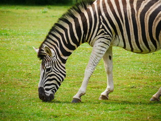 Naklejka na ściany i meble Side view of a grazing zebra