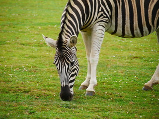 Fototapeta na wymiar Grazing zebra