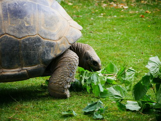 Fototapeta premium Giant tortoise eating leaves on a branch
