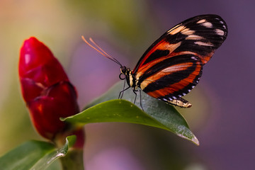 Fototapeta na wymiar Isabella longwing butterfly