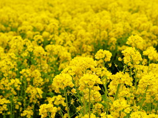 Fototapeta premium 菜の花畑