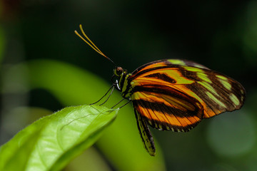 Isabella longwing butterfly