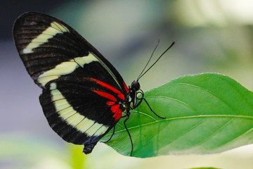 Fototapeta na wymiar Postman Julia butterfly close up macro shot