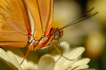 Julia butterfly close up macro shot