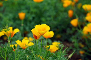 Orange California poppy flowers (Eschscholzia californica) growing in fields