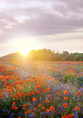 poppies field on evening sky and sunlights