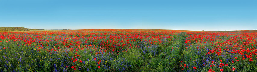 Fototapeta na wymiar Panoramic view of field covered with flowers poppies and bells