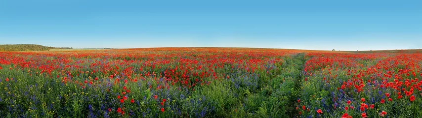 Foto auf Leinwand Panoramic view of field covered with flowers poppies and bells © pavlobaliukh