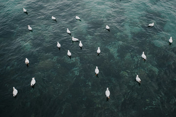 чайки качающиеся на воде в чёрном море