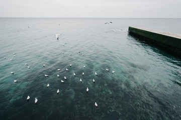 чайки сидящие на воде в чёрном море