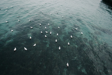 чайки сидящие на воде в чёрном море