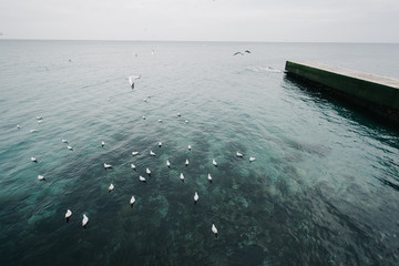 чайки сидящие на воде в чёрном море