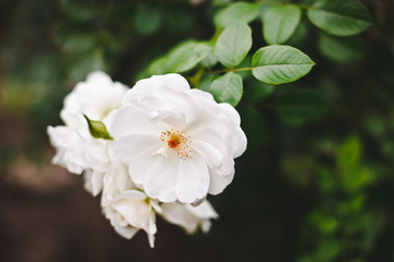 белые цветки на кусте с листвой