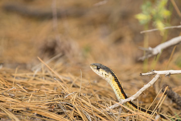Naklejka na ściany i meble Colorful Garter Snake hunting (Thamnophis sirtalis)