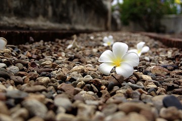 Mangosteen fruit naturally occur naturally. When cooked, the meat will taste sweet.