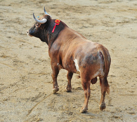 bull