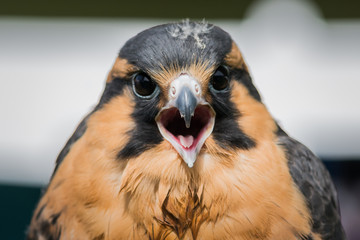 American Kestrel falcon
