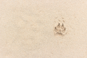 Fototapeta na wymiar Dog footprint on sand beach