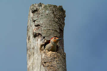 El pájaro carpintero saca su cabeza del nido.