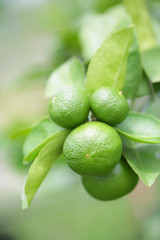 Lime tree