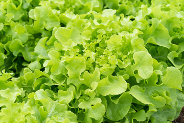 Salads Vegetable cultivation