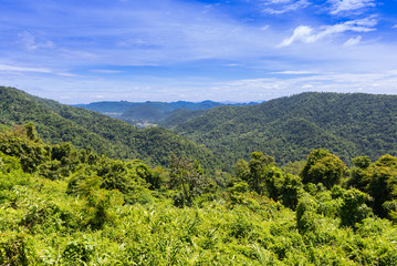 Fototapeta na wymiar Tropical forest, Khao Yai National Park.
