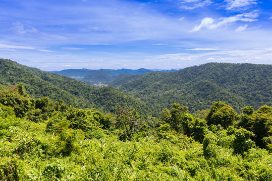 Fototapeta Tropical forest, Khao Yai National Park.