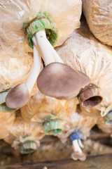 Pleurotus pulmonarius, Mushrooms plant