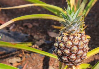 Young Pineapple growing in Hawaii