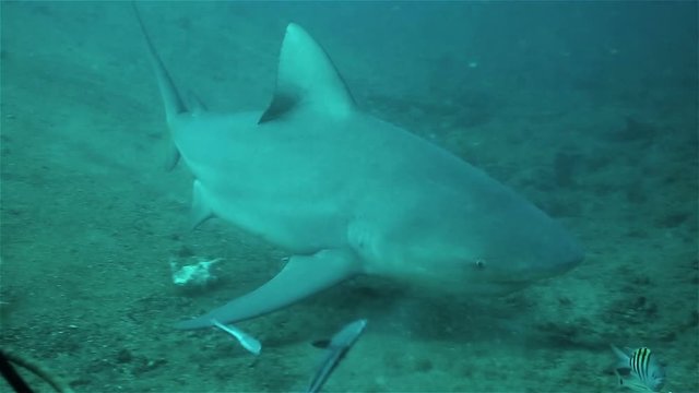 Diver feeds a bull shark ( Carcharhinus leucas)