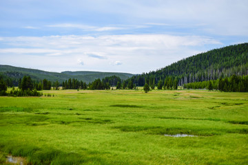 Obraz premium Yellowstone National Park Grasslands 