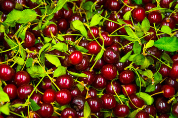 Many cherries with green leaves