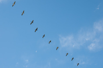 Pelicans in Single Row Flight - Vina Del Mar - Chile