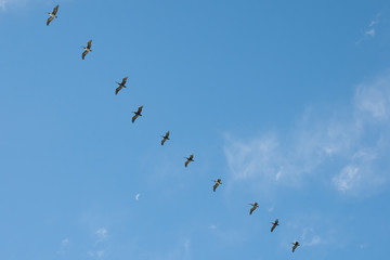 Fototapeta premium Pelicans in Single Row Flight - Vina Del Mar - Chile