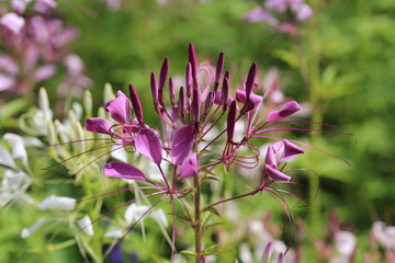 青山高原ハーブガーデンに咲く花